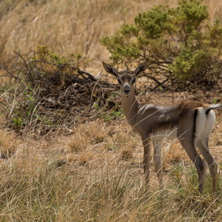 Samburu - Baby Grant gazelle